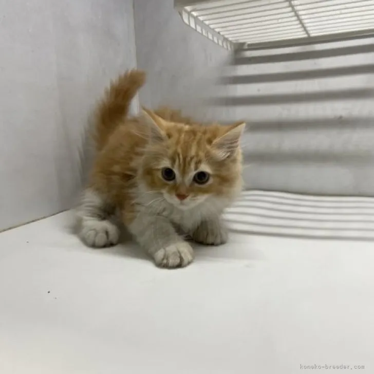 ID：2304-01576の子猫