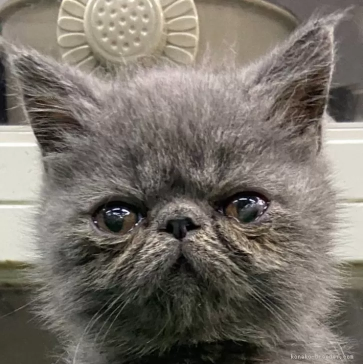 ID:2408-00791の子猫