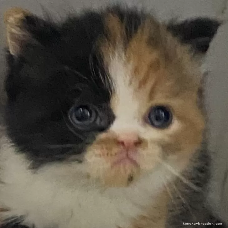 ID:2404-02120の子猫