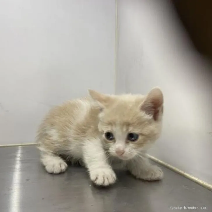ID：2302-00045の子猫
