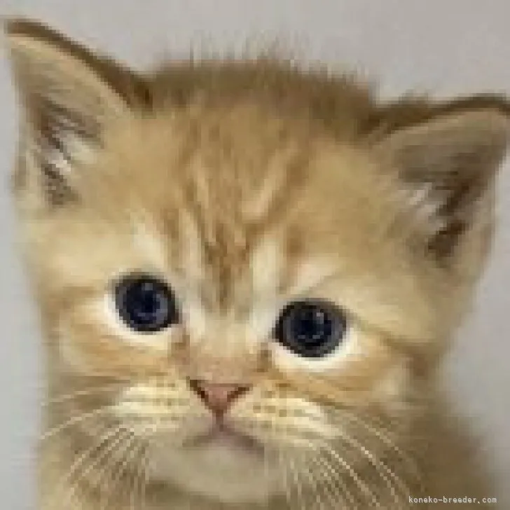 ID:2306-00982の子猫