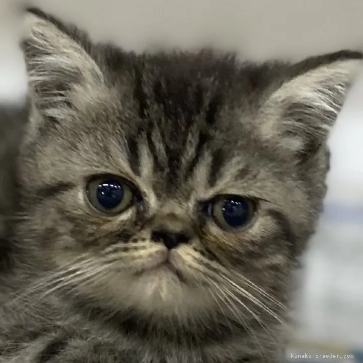 ID：2310-00659の子猫