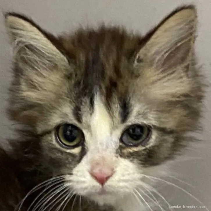 ID：2310-01790の子猫