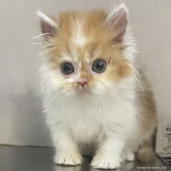 ID：2401-02257の子猫