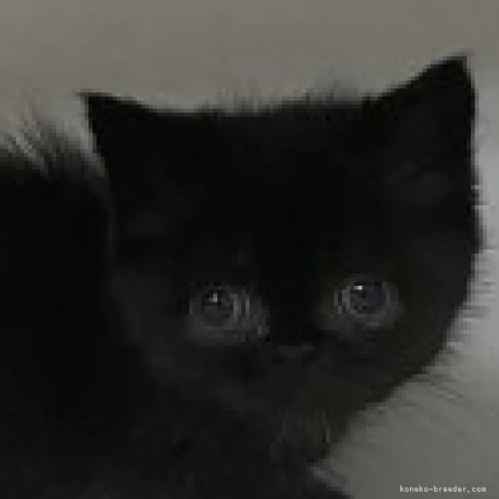 ID：2305-00212の子猫