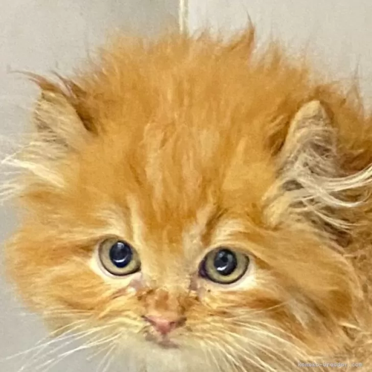 ID:2312-01646の子猫