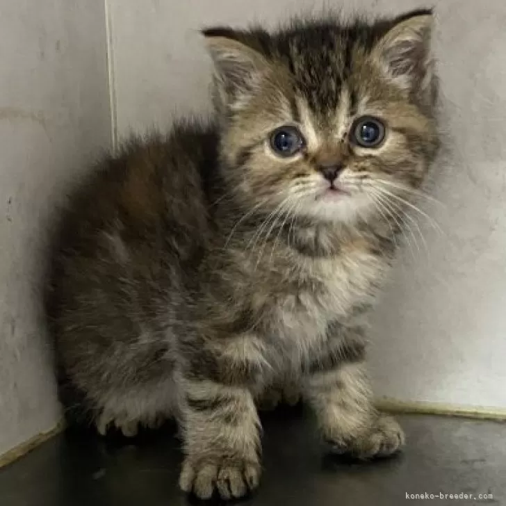 ID：2401-02433の子猫