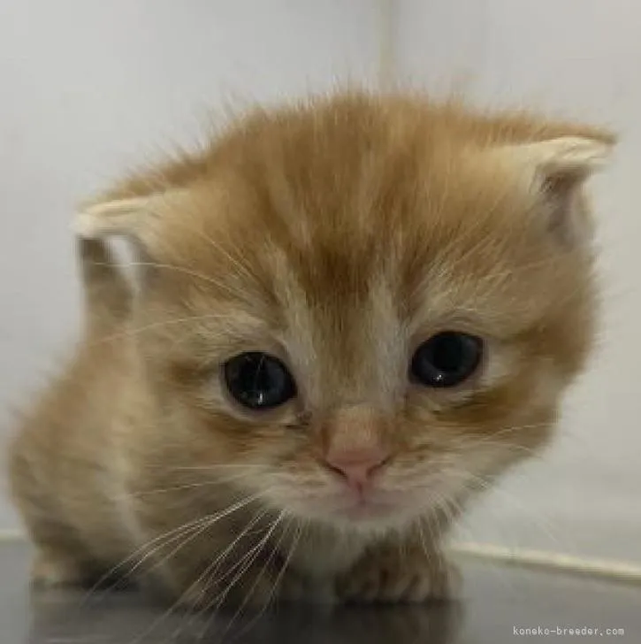 ID:2302-00048の子猫