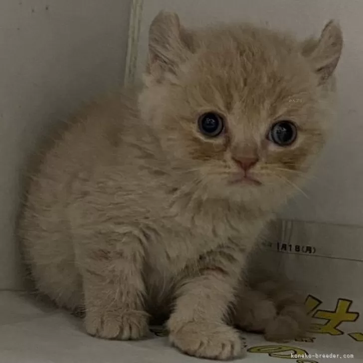 ID:2404-02059の子猫
