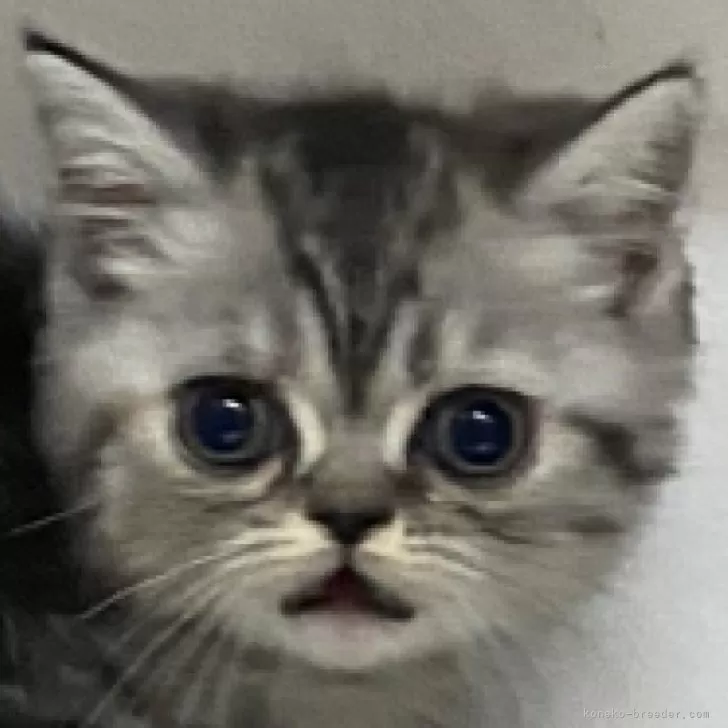 ID：2401-01224の子猫