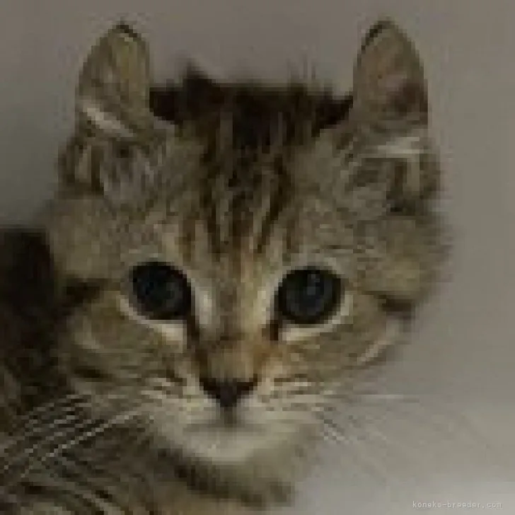 ID:2306-00985の子猫