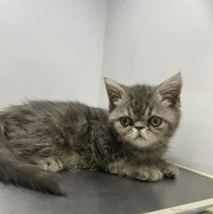 ID:2301-00509の子猫