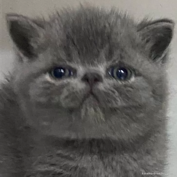ID：2402-00870の子猫