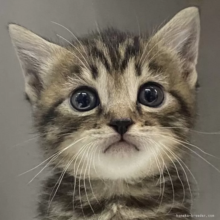 ID：2405-00612の子猫