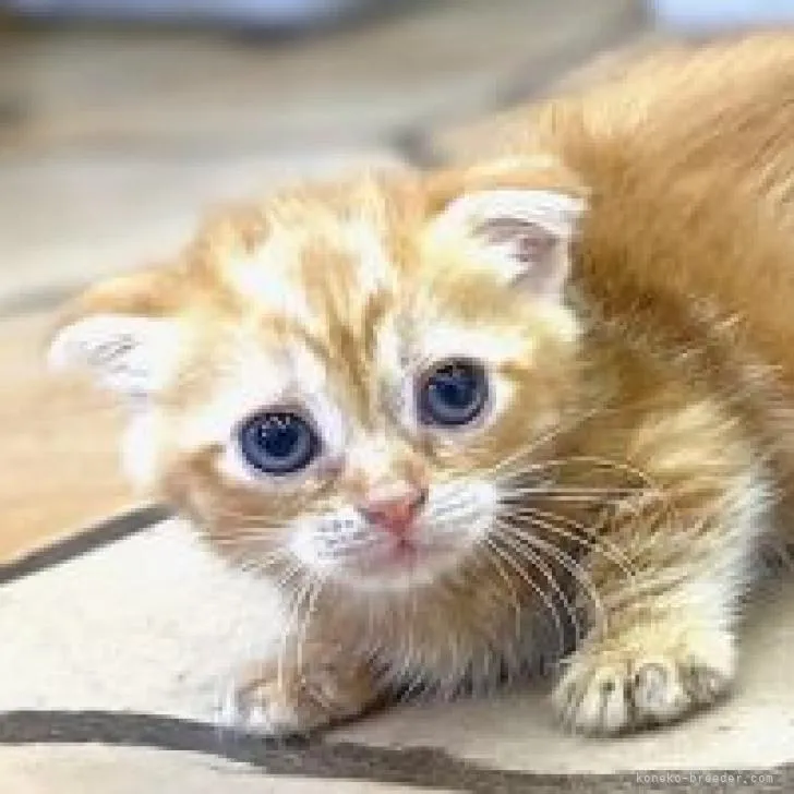 ID：2207-00347の子猫