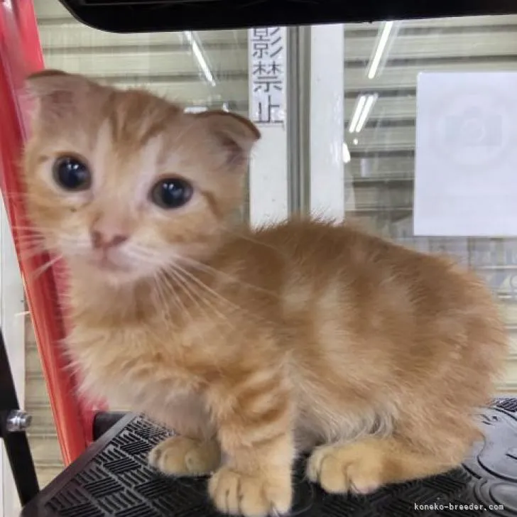 ID：2210-01742の子猫