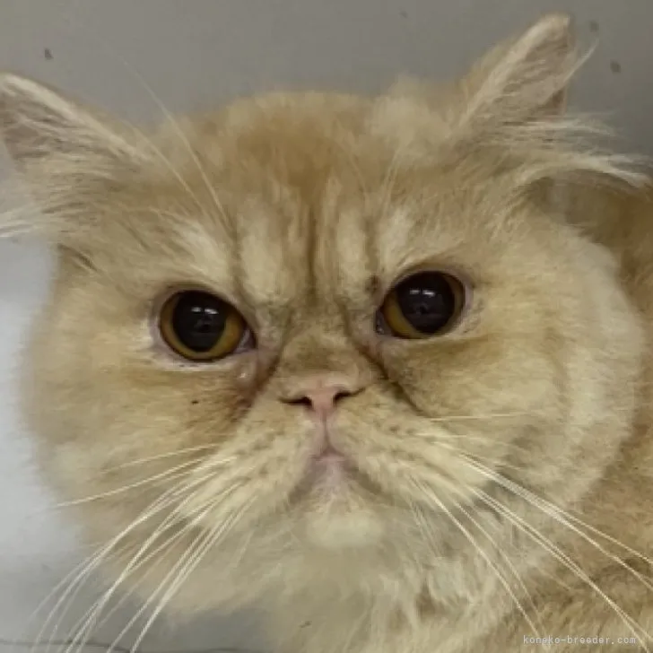 Y.S 様のお迎えした子猫