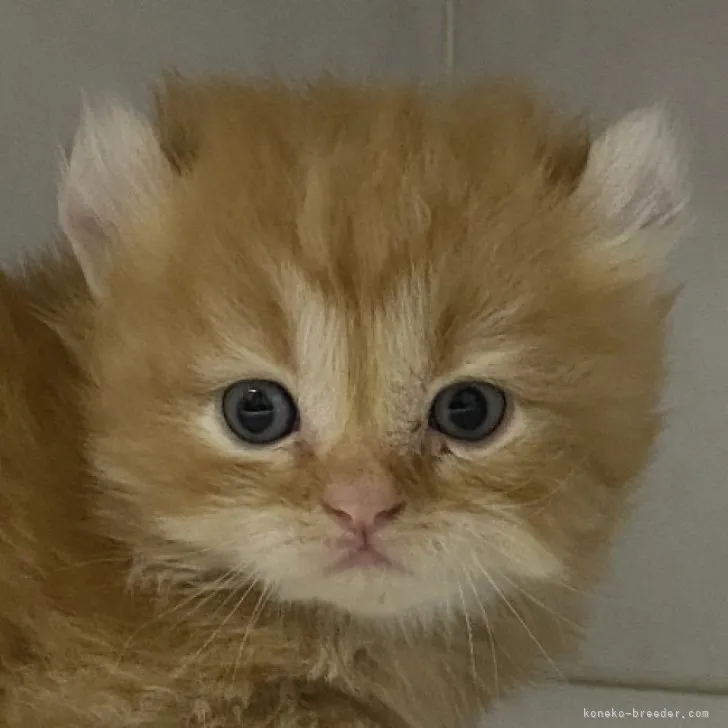 ID：2305-00204の子猫