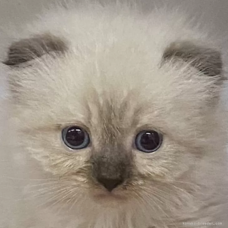 ID：2402-02062の子猫