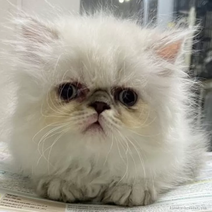 ID:2411-00406の子猫