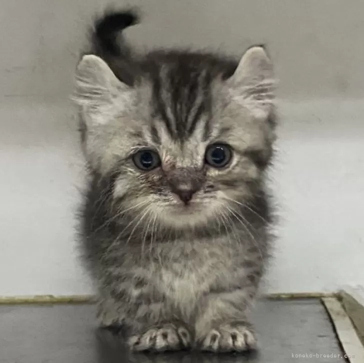 ID：2406-01910の子猫