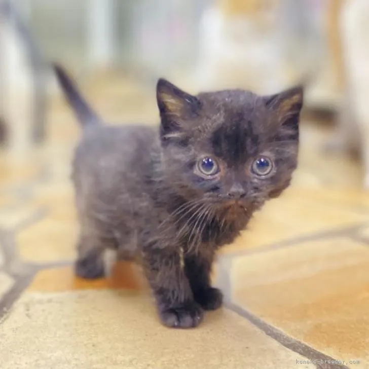 ID：2208-01409の子猫