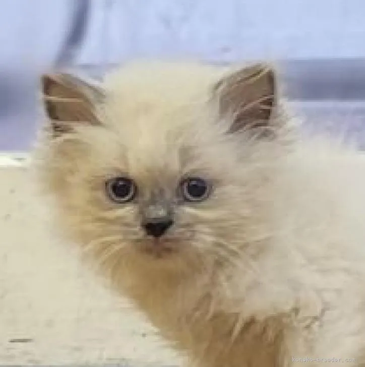 ID：2207-00444の子猫