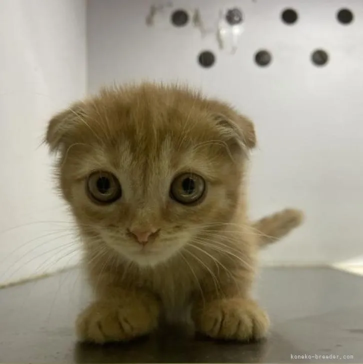 ID：2210-02536の子猫