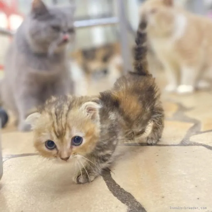 ID：2208-01408の子猫