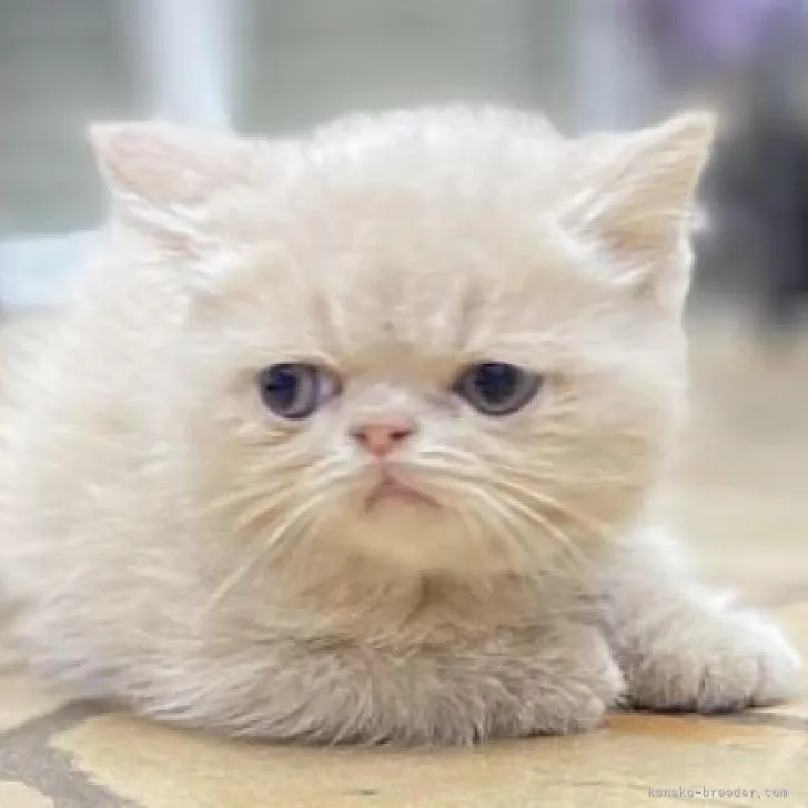 ID:2207-02121の子猫