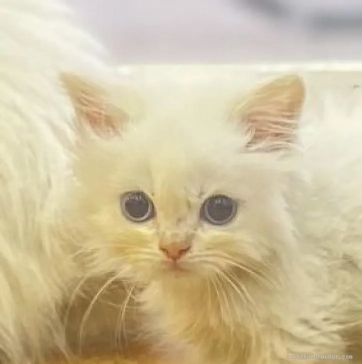 ID:2207-00440の子猫