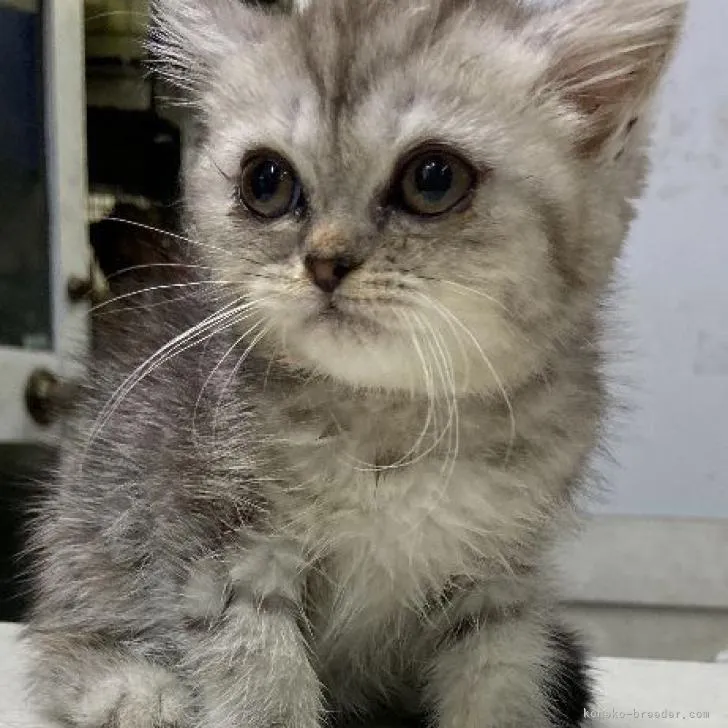 ID：2210-01743の子猫