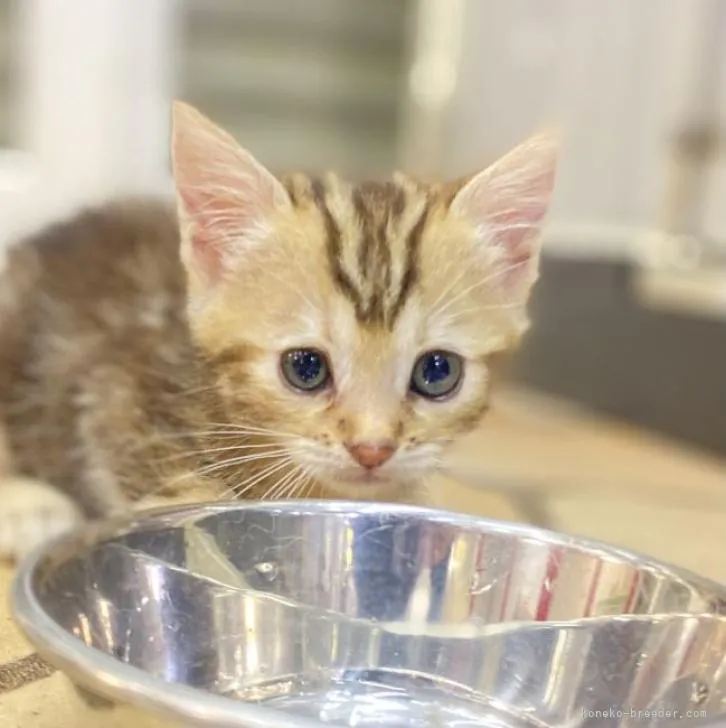 ID：2208-01412の子猫