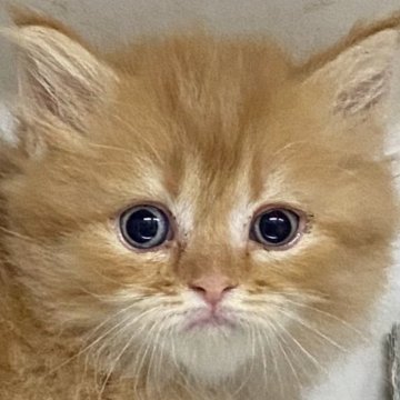 ミヌエット(短足)【東京都・女の子・2023年12月5日・レッドタビー】の写真「好奇心旺盛な女の子」
