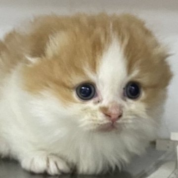 マンチカン(短足)【東京都・男の子・2023年9月28日・レッドタビーホワイト】の写真「折れ耳で超短足のロングヘアー」