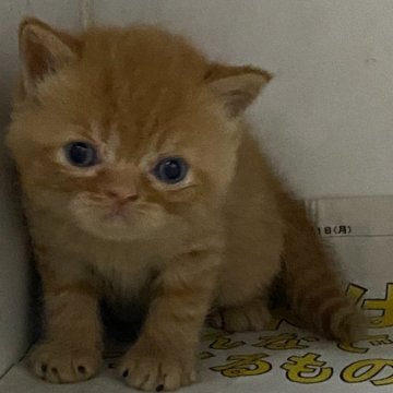 エキゾチックショートヘア【東京都・男の子・2024年2月22日・レッドタビー】の写真「食欲旺盛な男の子」