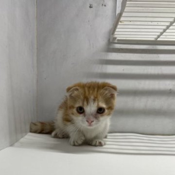 マンチカン(短足)【東京都・女の子・2023年2月9日・レッドタビーホワイト】の写真「極小サイズの女の子」