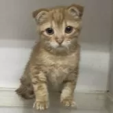 スコティッシュフォールド(折れ耳)【東京都・女の子・2024年4月3日・レッドタビー】の写真1