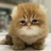 アメリカンカール【東京都・男の子・2024年7月26日・レッドタビー】の写真1