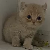 アメリカンカール【東京都・女の子・2024年2月22日・クリームタビー】の写真1