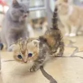 マンチカン(短足)【東京都・女の子・2022年7月1日・ブラウンパッチドタビー】の写真1