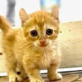 キンカロー【東京都・女の子・2022年4月25日・レッドタビー】の写真1