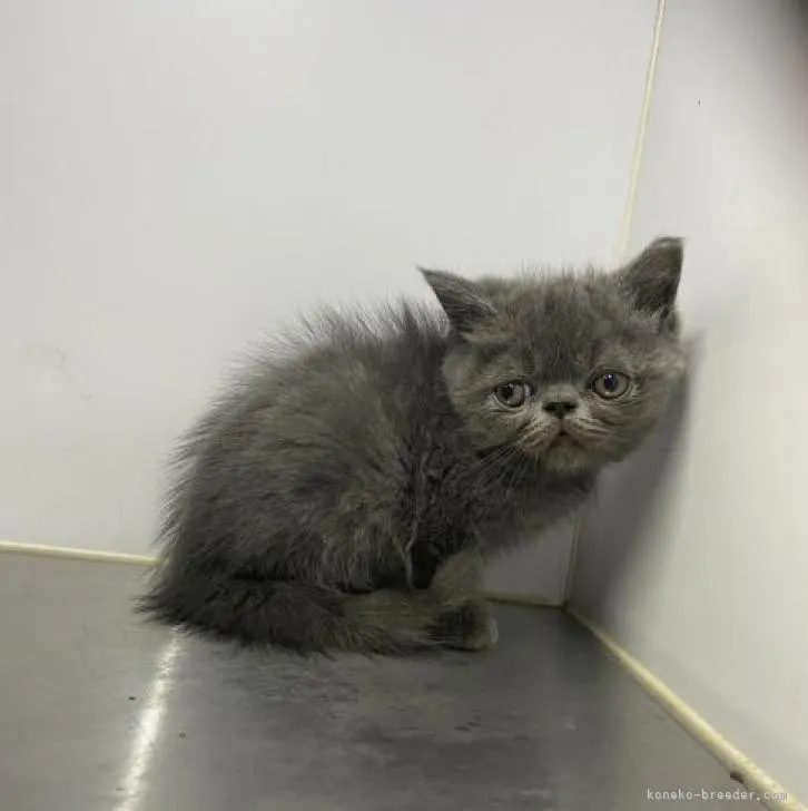 ID:2212-01356の子猫
