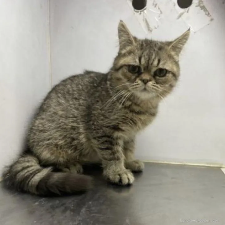 ID：2212-01359の子猫