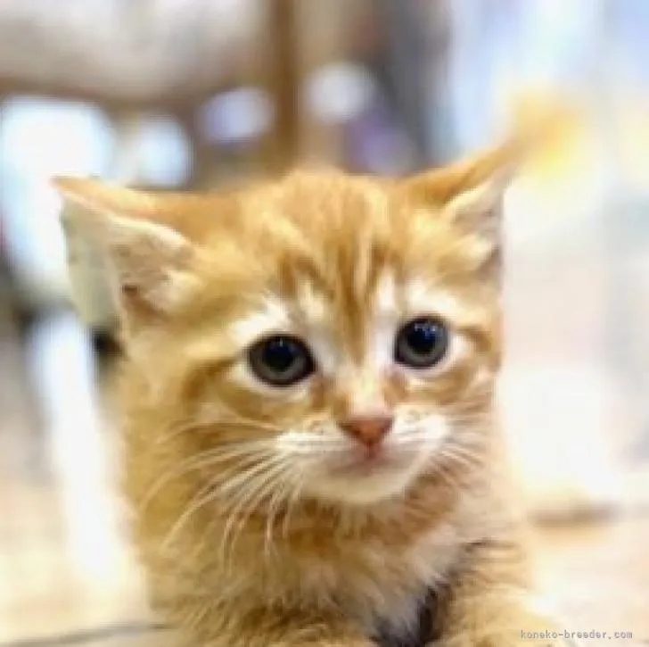 ID:2207-00350の子猫