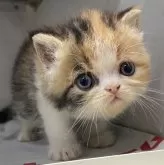 エキゾチックショートヘア【東京都・女の子・2024年2月22日・キャリコ】の写真2