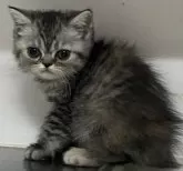 スコティッシュフォールド(立ち耳)【東京都・女の子・2023年11月27日・シルバーパッチドタビー】の写真2