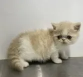 エキゾチックショートヘア【東京都・男の子・2022年10月30日・クリームホワイト】の写真2