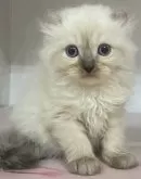 アメリカンカール【東京都・男の子・2024年1月10日・シールポイント】の写真2