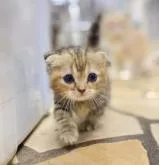 マンチカン(短足)【東京都・女の子・2022年7月1日・ブラウンパッチドタビー】の写真2